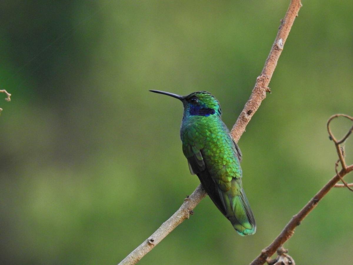 Lodge Paraiso Verde La Linda Eksteriør bilde